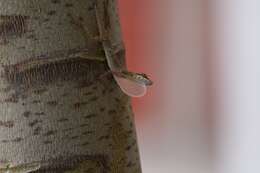 Image of Brown-eared anole