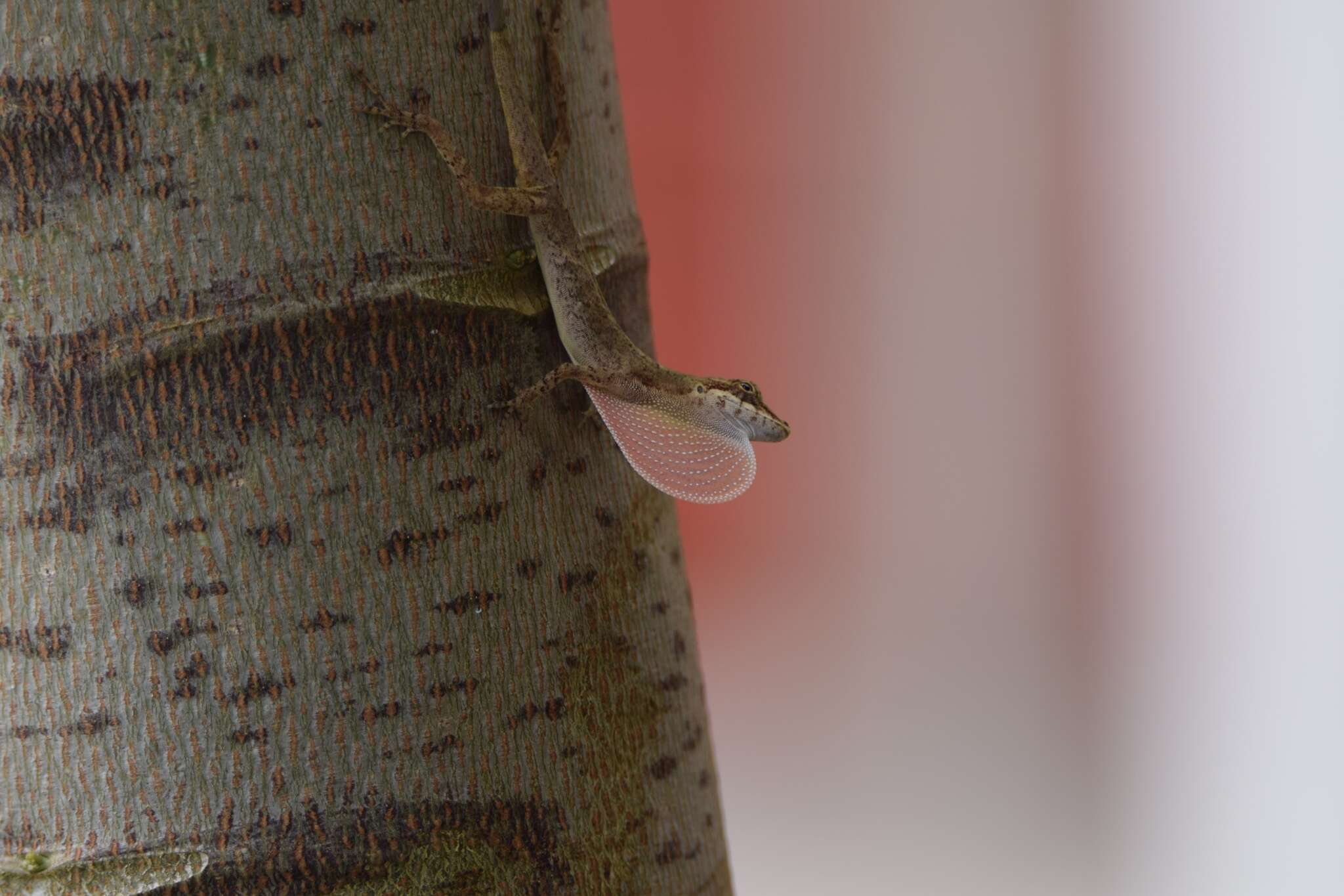 Image of Brown-eared anole