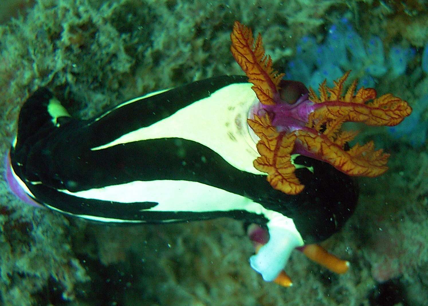 Image of Nembrotha purpureolineata O'Donoghue 1924