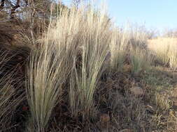 Imagem de Miscanthus junceus (Stapf) Pilg.