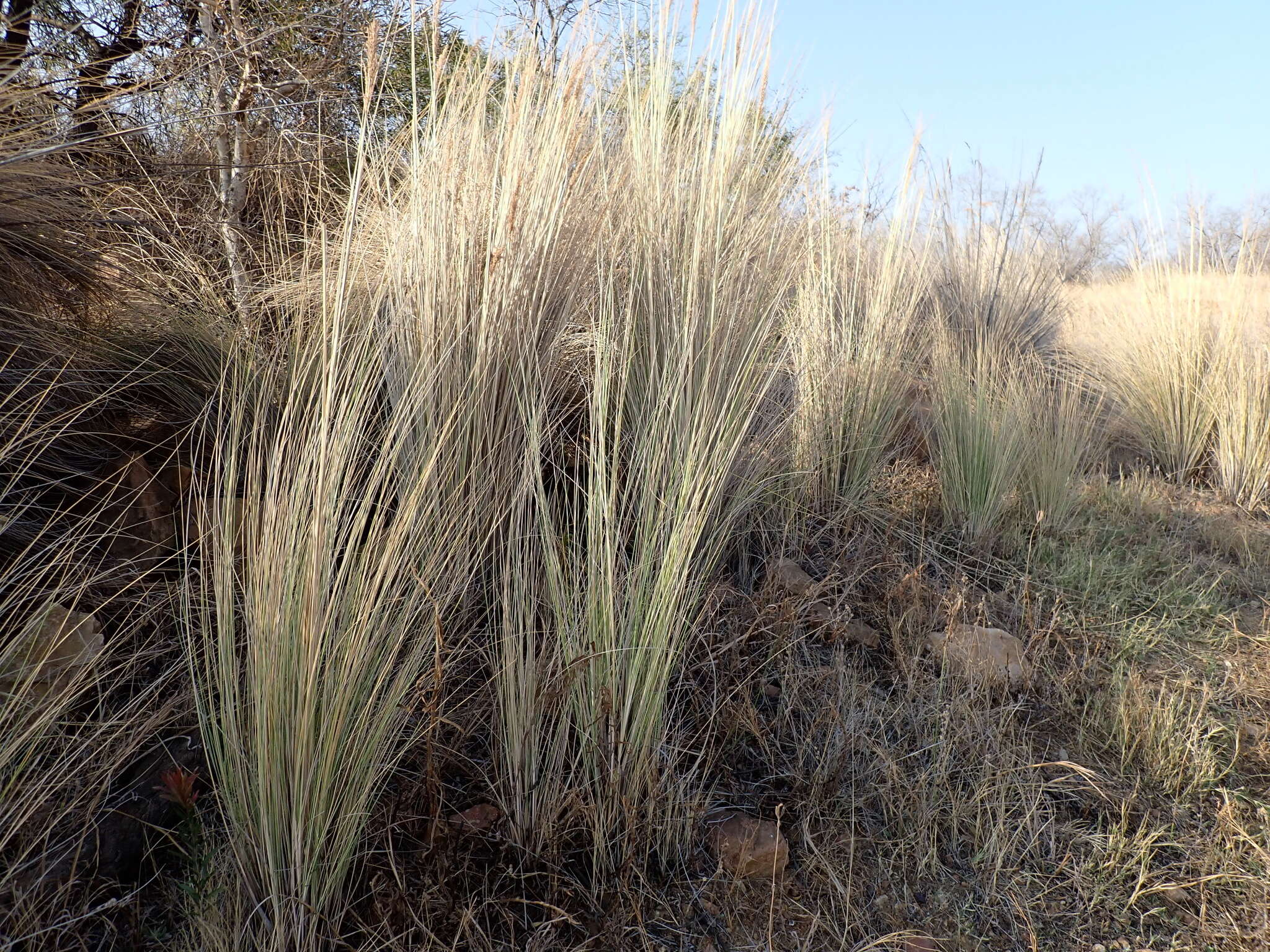 Imagem de Miscanthus junceus (Stapf) Pilg.