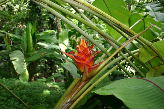 Image of Heliconia atropurpurea G. S. Daniels & F. G. Stiles