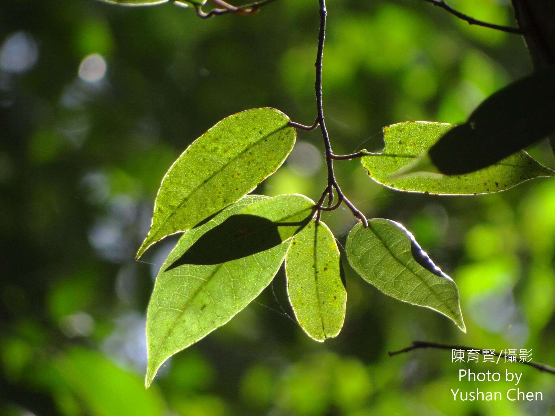 Image of Ficus sarmentosa Buch. ex J. E. Smith