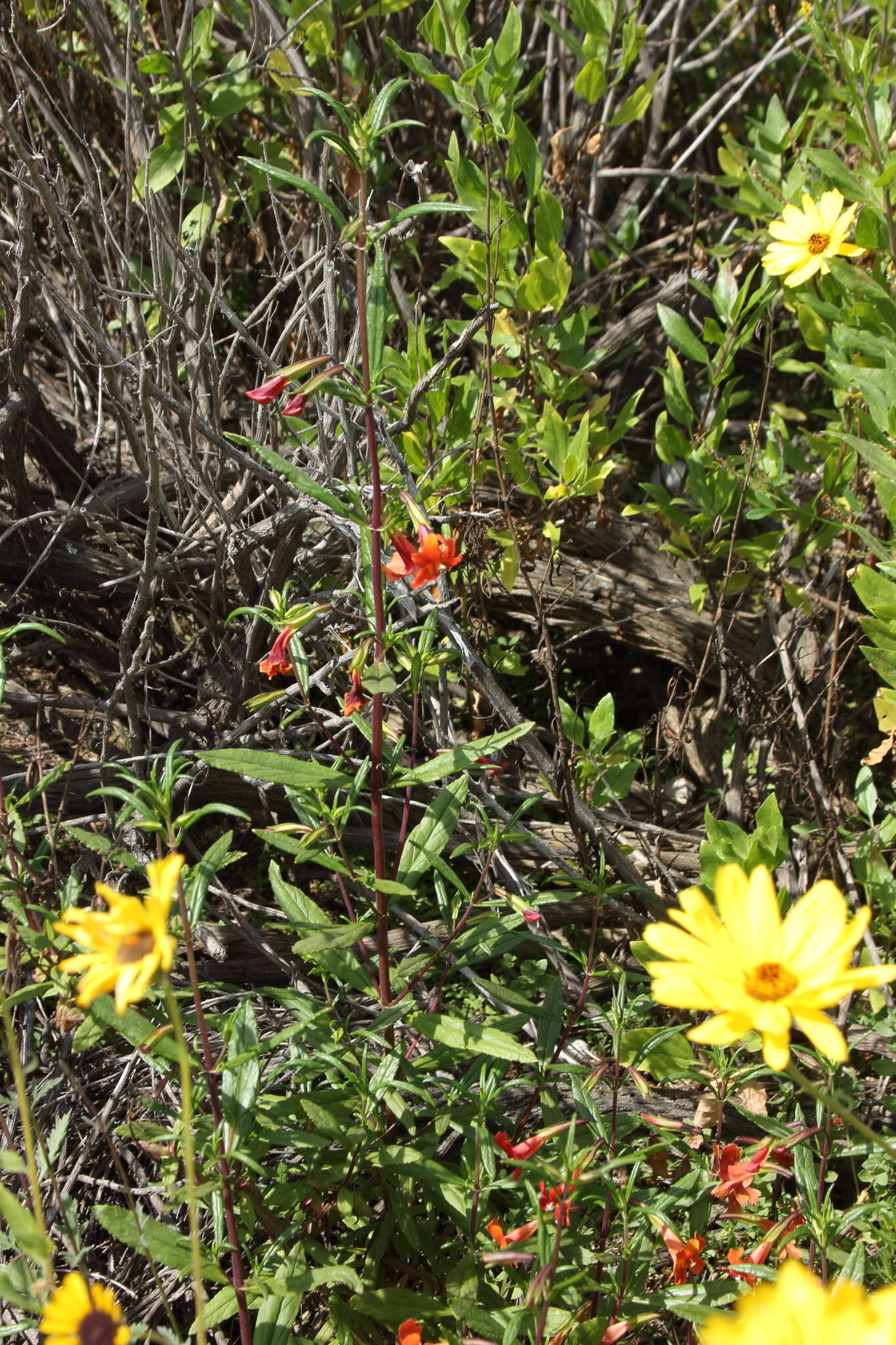 Image of red bush monkeyflower