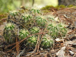 Image de Echinocereus polyacanthus Engelm.