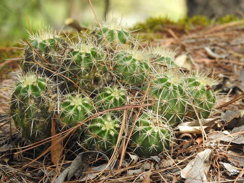 Image of Hedgehog Cactus