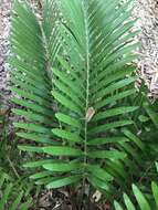 Image of Florida arrowroot