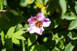 Image of Andrena auricoma Smith 1879