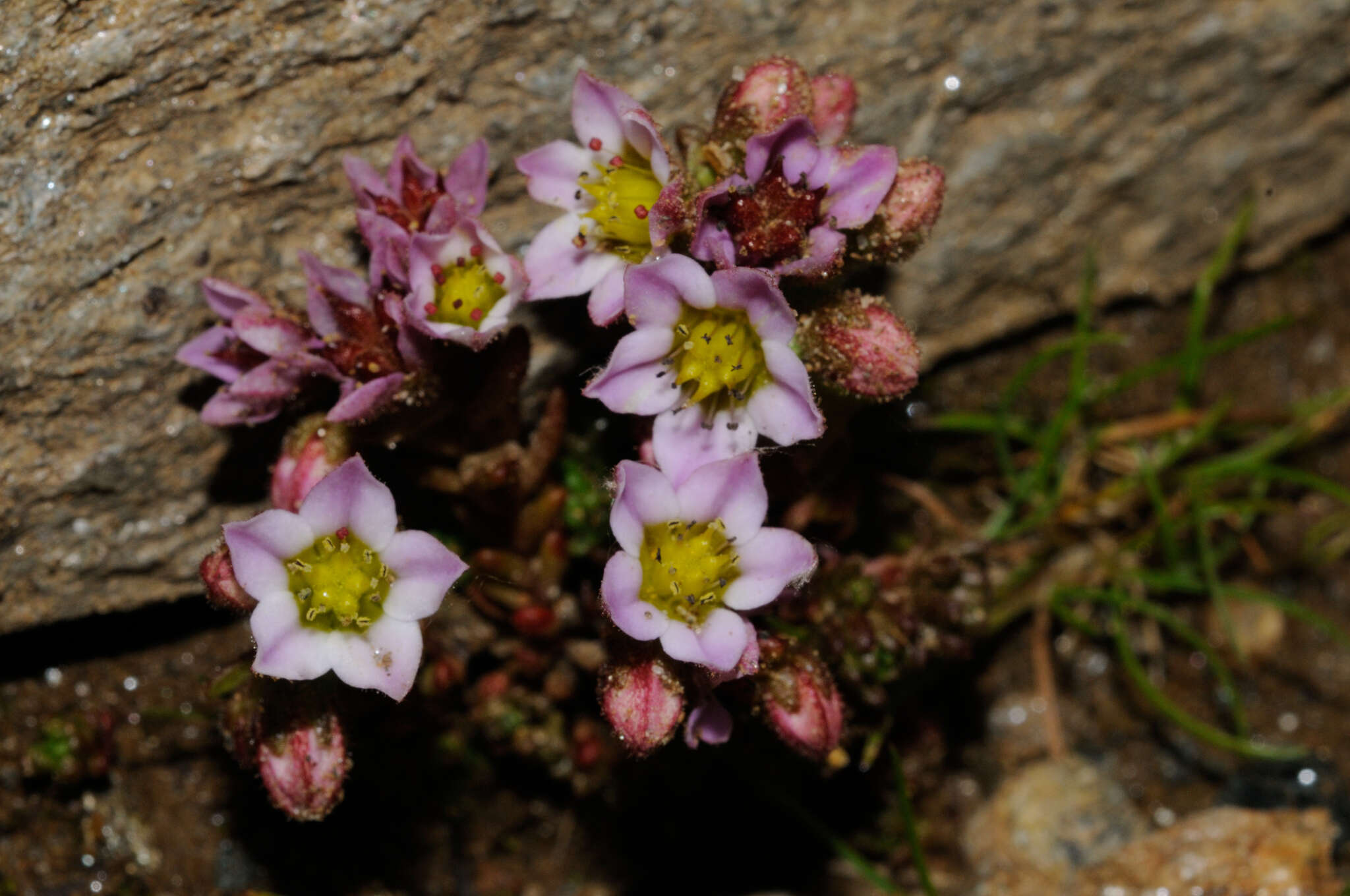 Image of hairy stonecrop