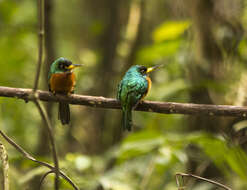 Image of Yellow-billed Jacamar