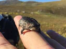 Image of Mountain Rain Frog