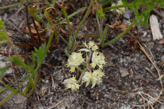 Image of Xanthosia leiophylla F. Müll. ex Klatt