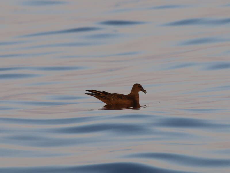 Image of Jouanin's petrel