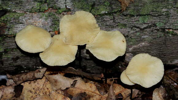 Imagem de Marasmius delectans Morgan 1905