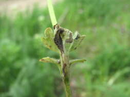 Image of Peronospora lamii