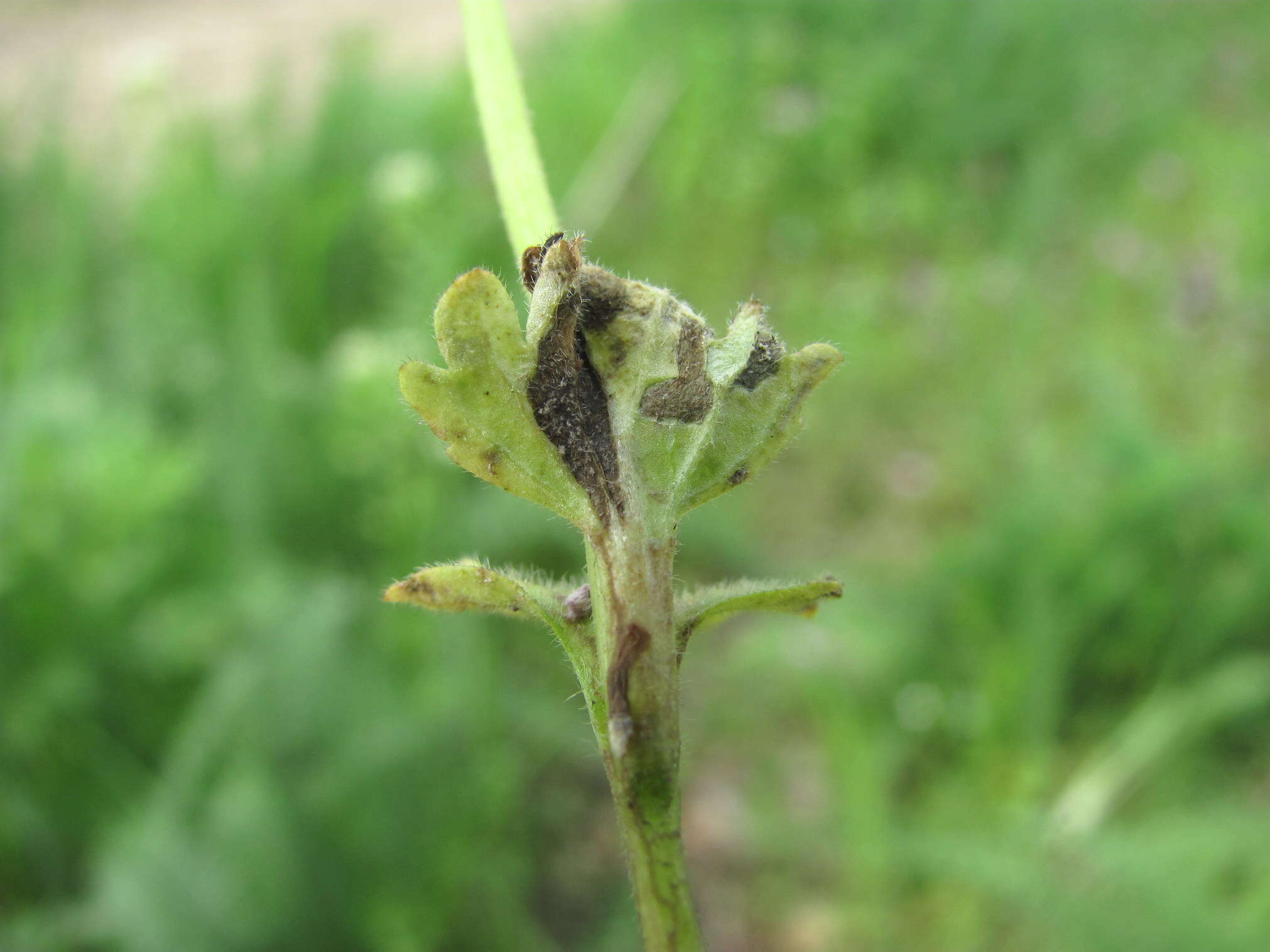Image of Peronospora lamii