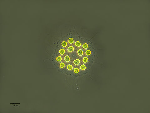 Image of <i>Gonium pectorale</i>