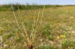 Sivun Eleocharis atropurpurea (Retz.) J. Presl & C. Presl kuva