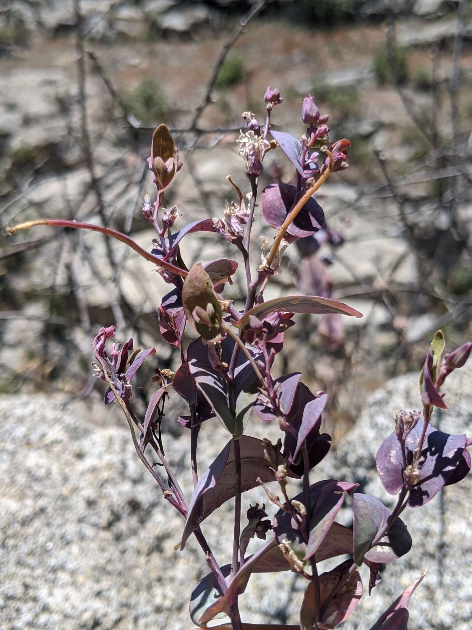 Image of Farnsworth's jewelflower