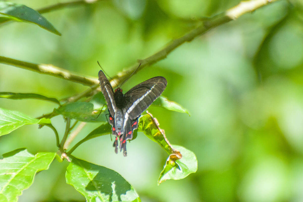 صورة Parides bunichus (Hübner 1821)