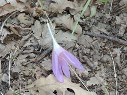 Image of Colchicum lusitanum Brot.