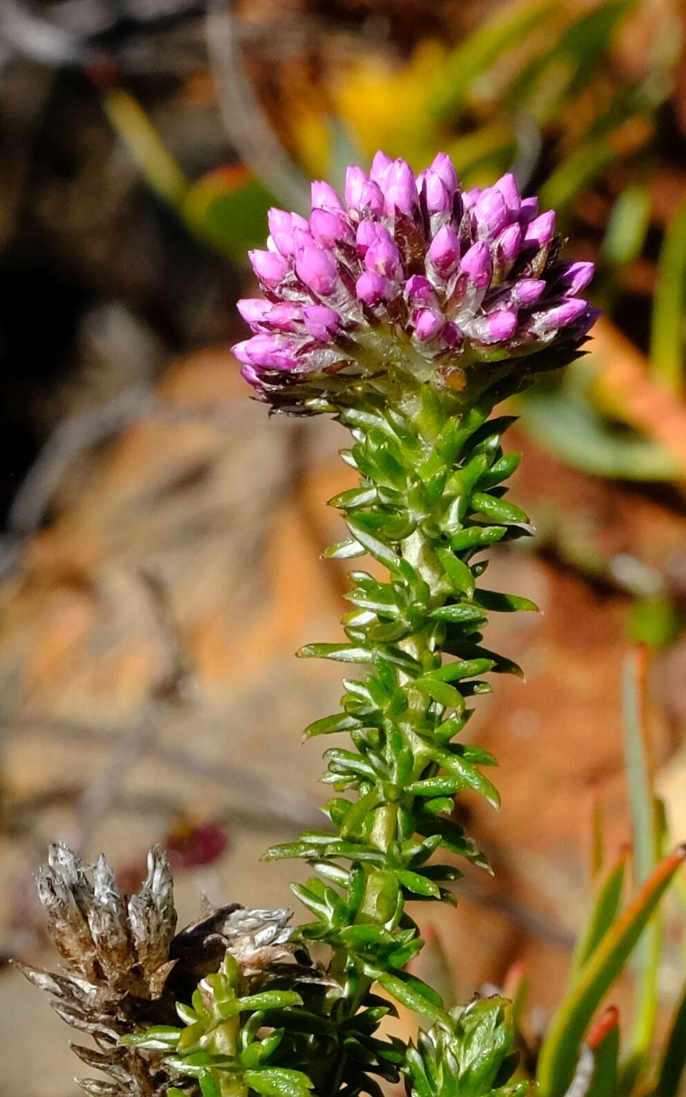Image of Metalasia phillipsii subsp. phillipsii
