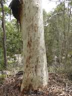 Image of scribbly gum