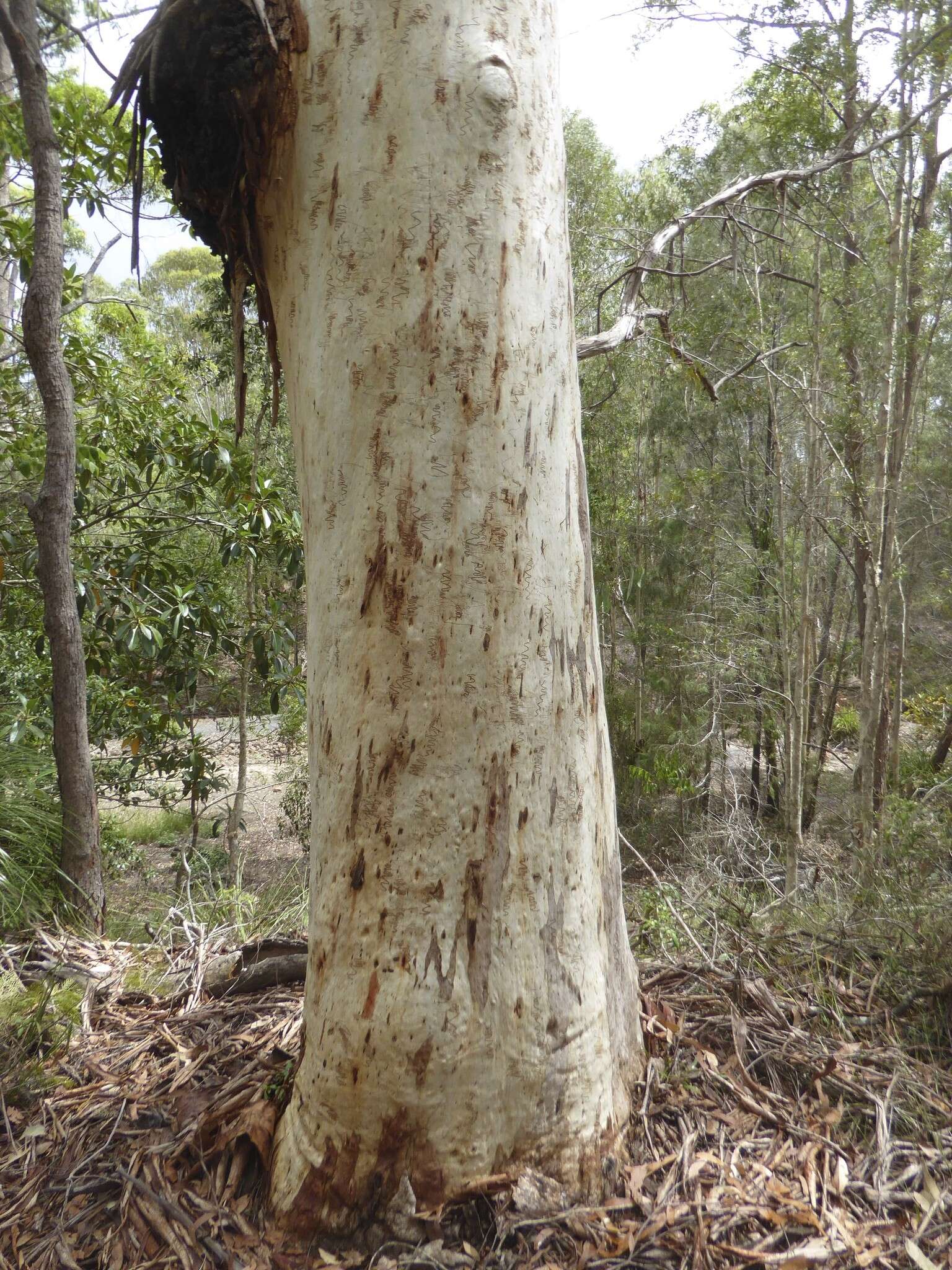 Image of Eucalyptus racemosa Cav.