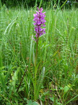 Dactylorhiza urvilleana (Steud.) H. Baumann & Künkele resmi