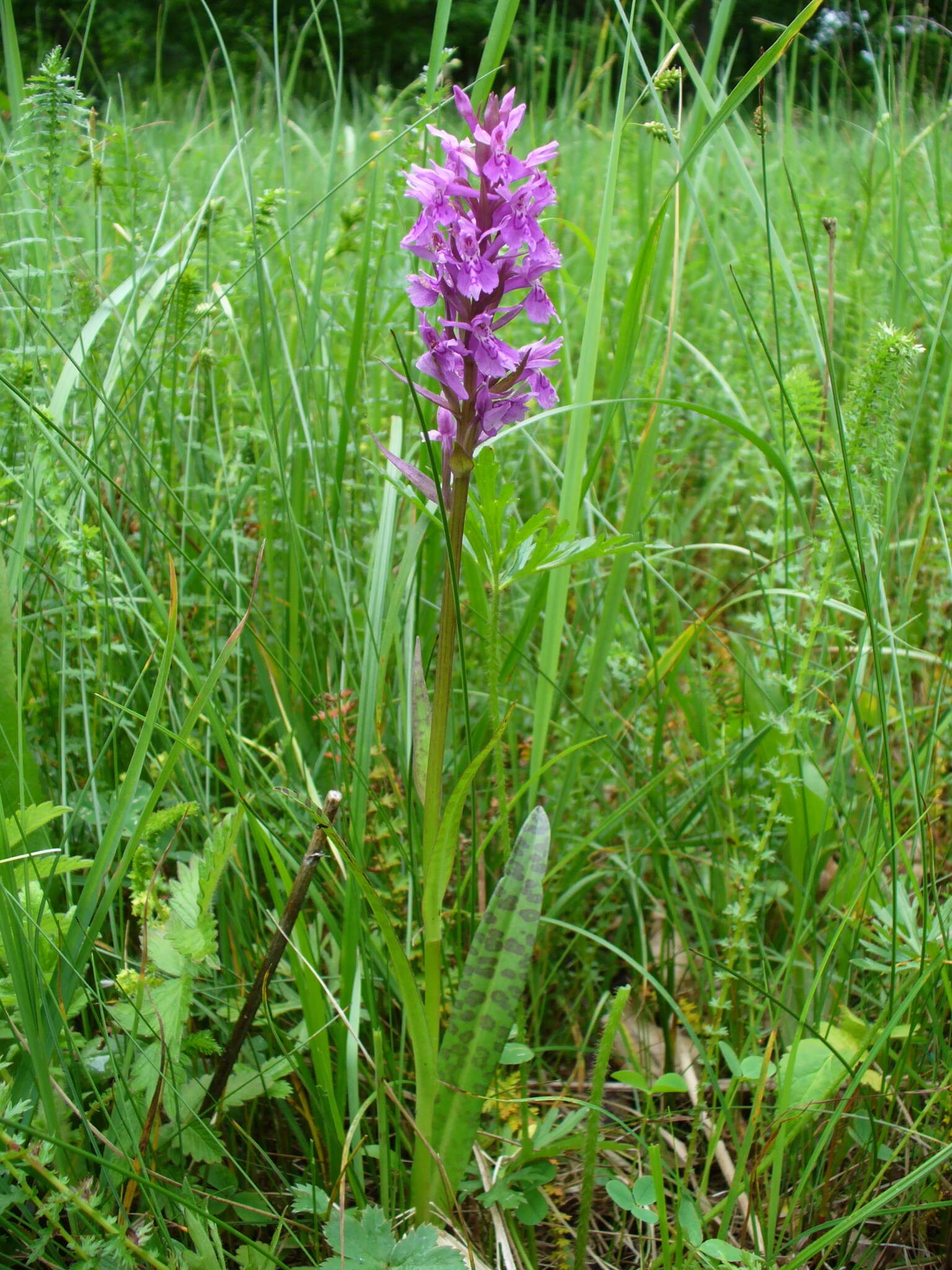 Dactylorhiza urvilleana (Steud.) H. Baumann & Künkele resmi