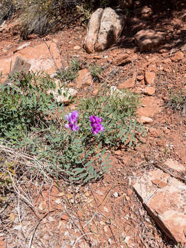 Image of bush pea