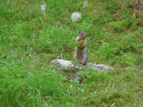 Image of Columbian ground squirrel
