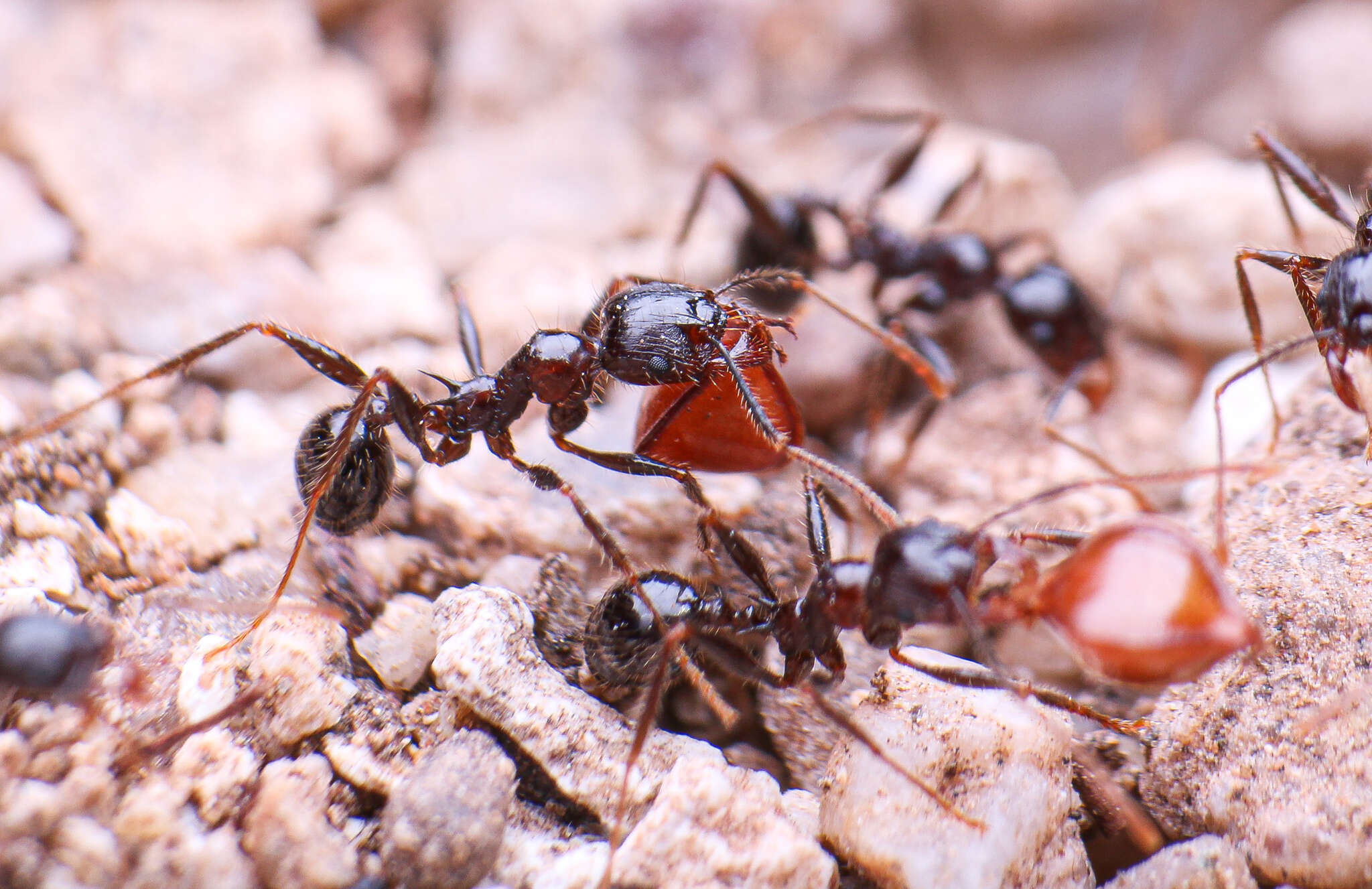 Pheidole rhea Wheeler 1908 resmi