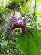 Imagem de Passiflora crassifolia Killip