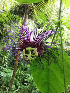 Passiflora crassifolia Killip的圖片