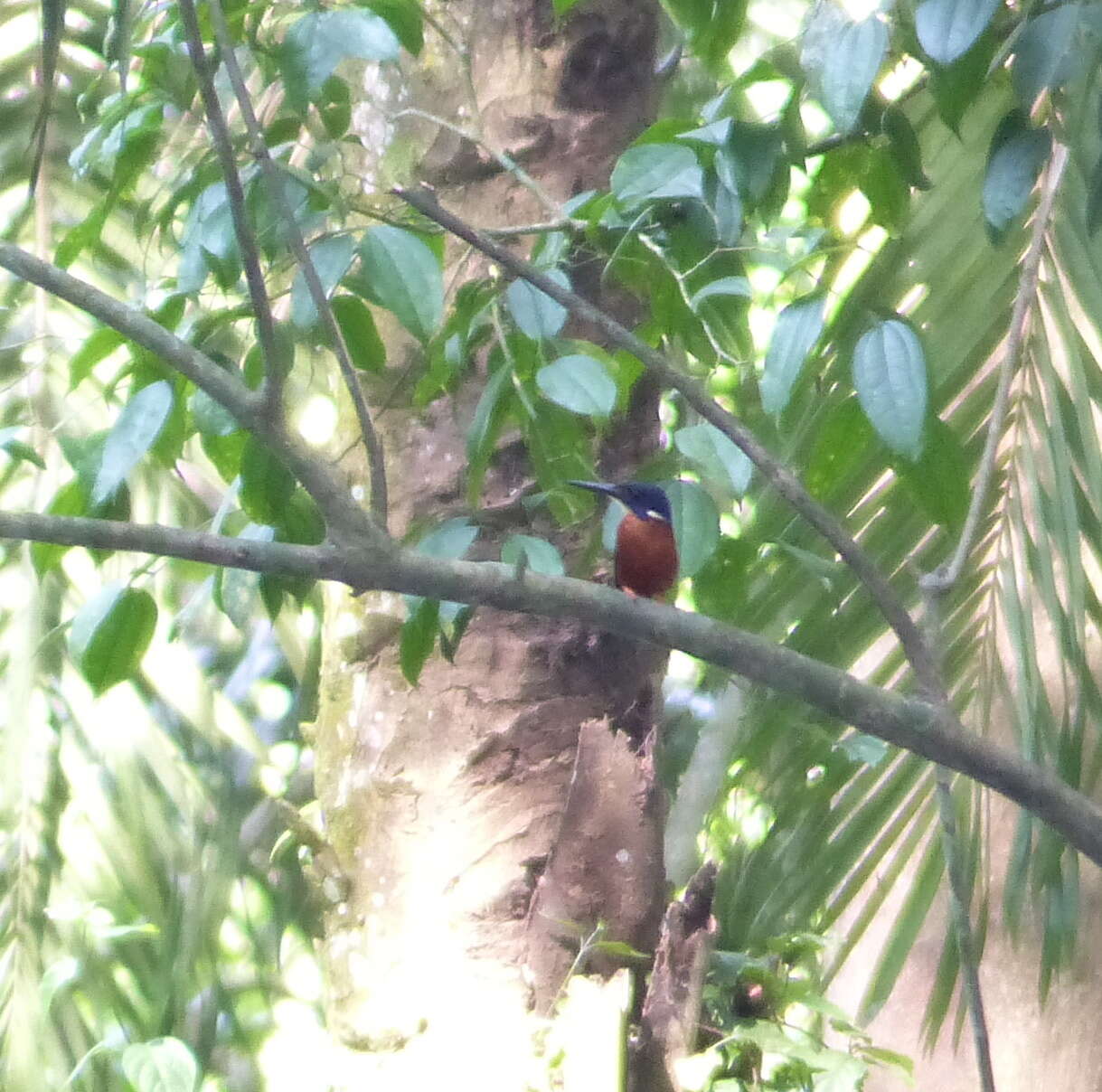 Image of Shining-blue Kingfisher