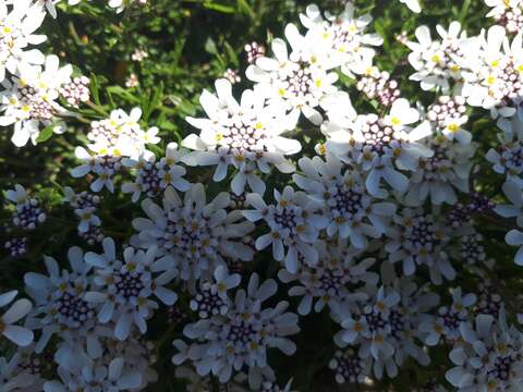 صورة Iberis procumbens Lange