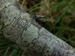 Image of pore lichen