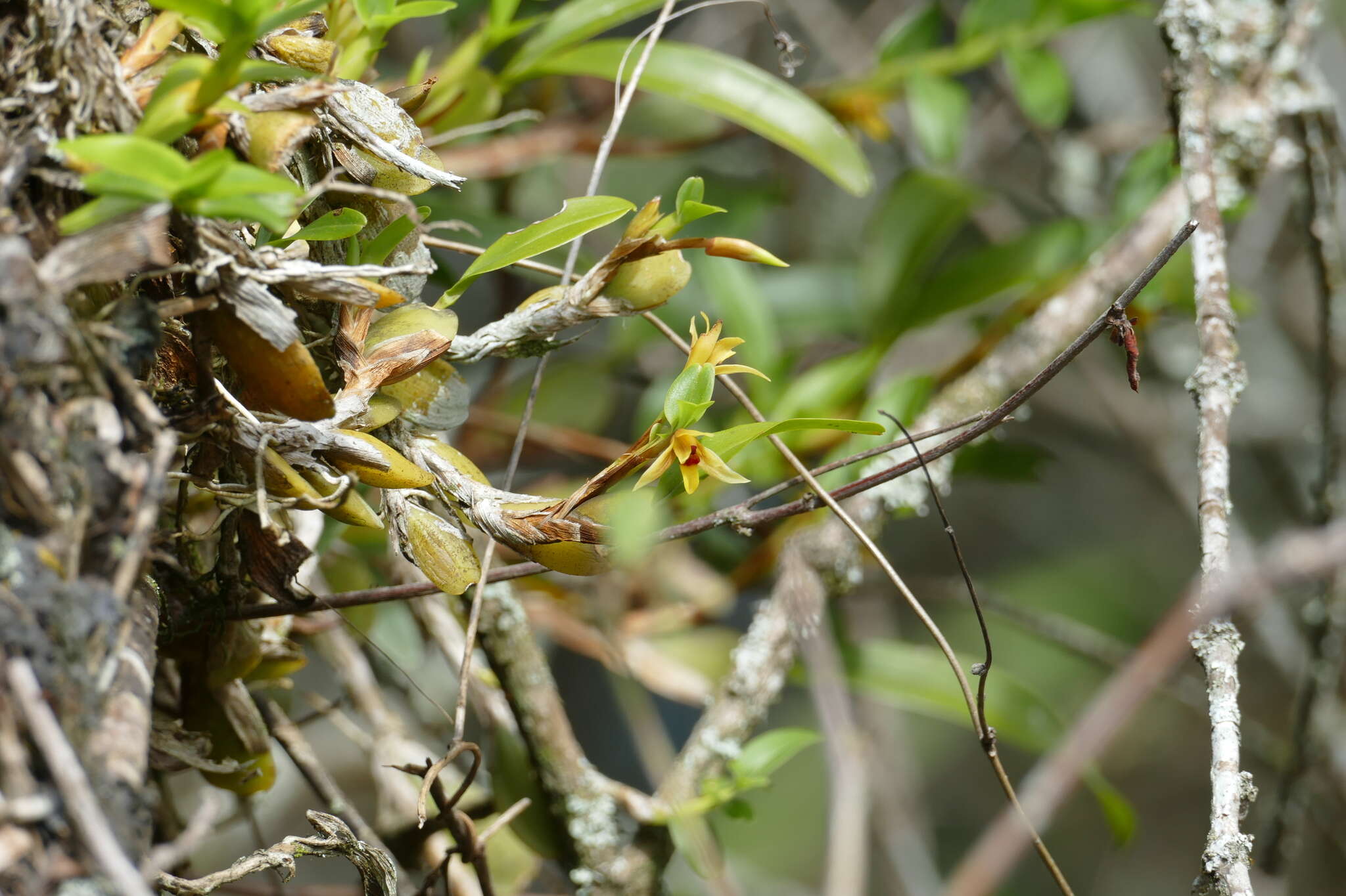 Image of Maxillaria estradae Dodson