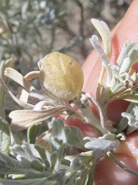 Image of Rhopalomyia obovata Gagne 1983