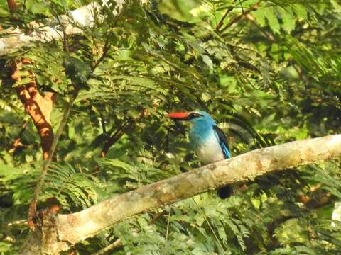 Image of Blue-breasted Kingfisher