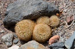 Eriosyce eriosyzoides (F. Ritter) Ferryman resmi