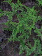 Image of Silver Pine