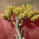 Image of Helichrysum excisum (Thunb.) Less.