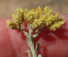 Image of Helichrysum excisum (Thunb.) Less.