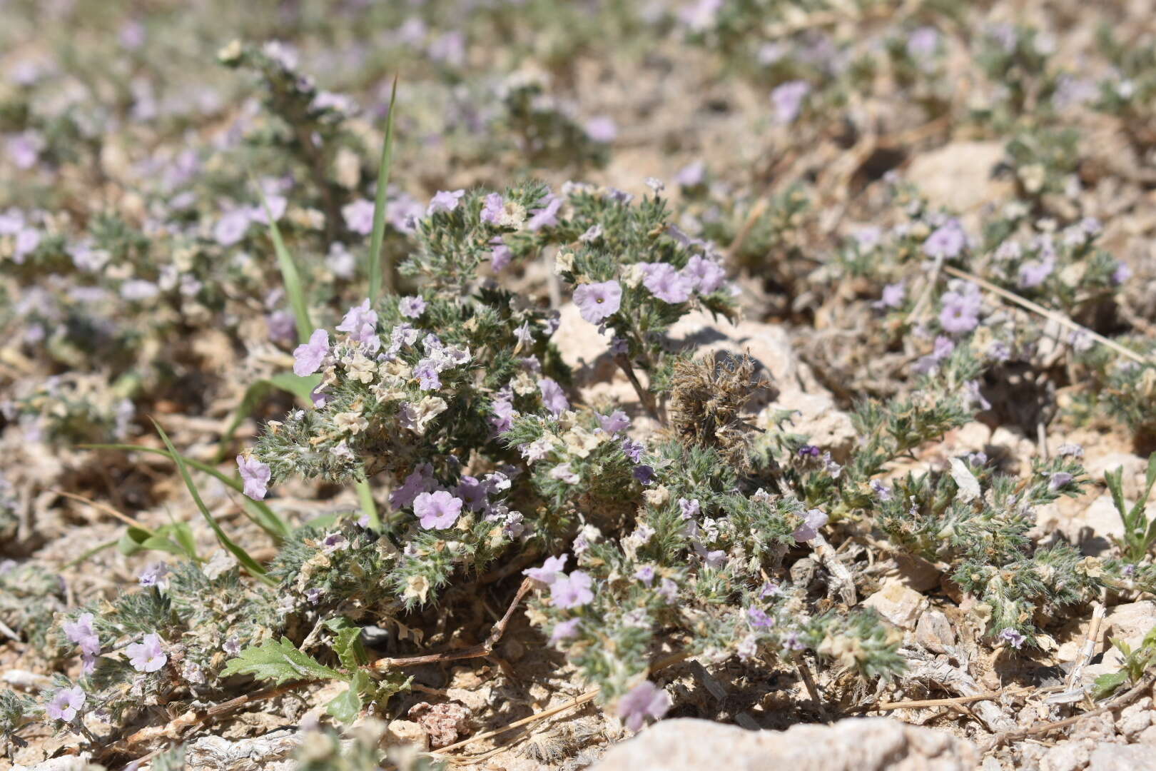 Image of Texas crinklemat