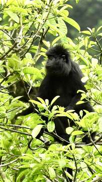 Image of Eastern Ebony Leaf Monkey