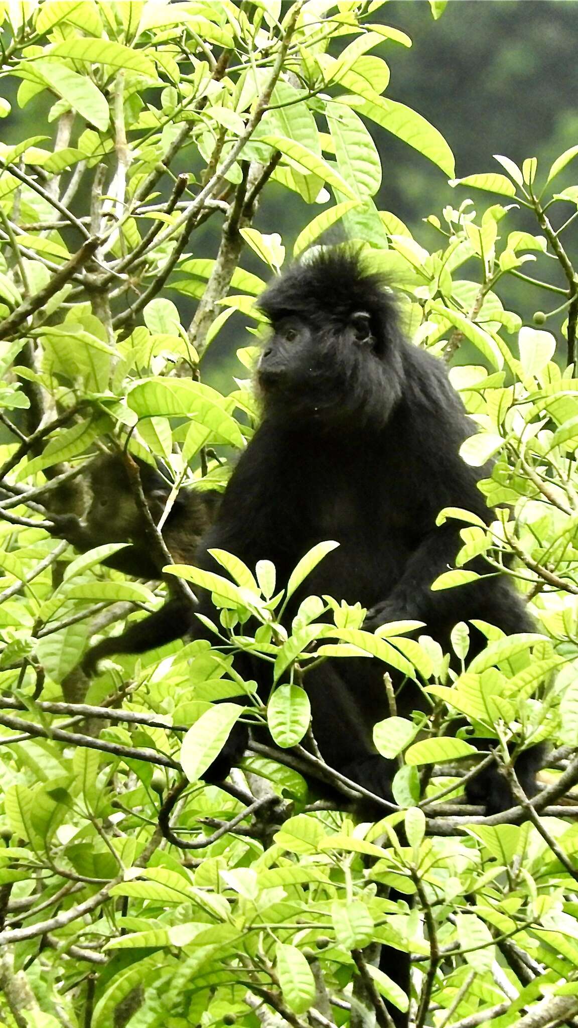 صورة Trachypithecus auratus (É. Geoffroy Saint-Hilaire 1812)