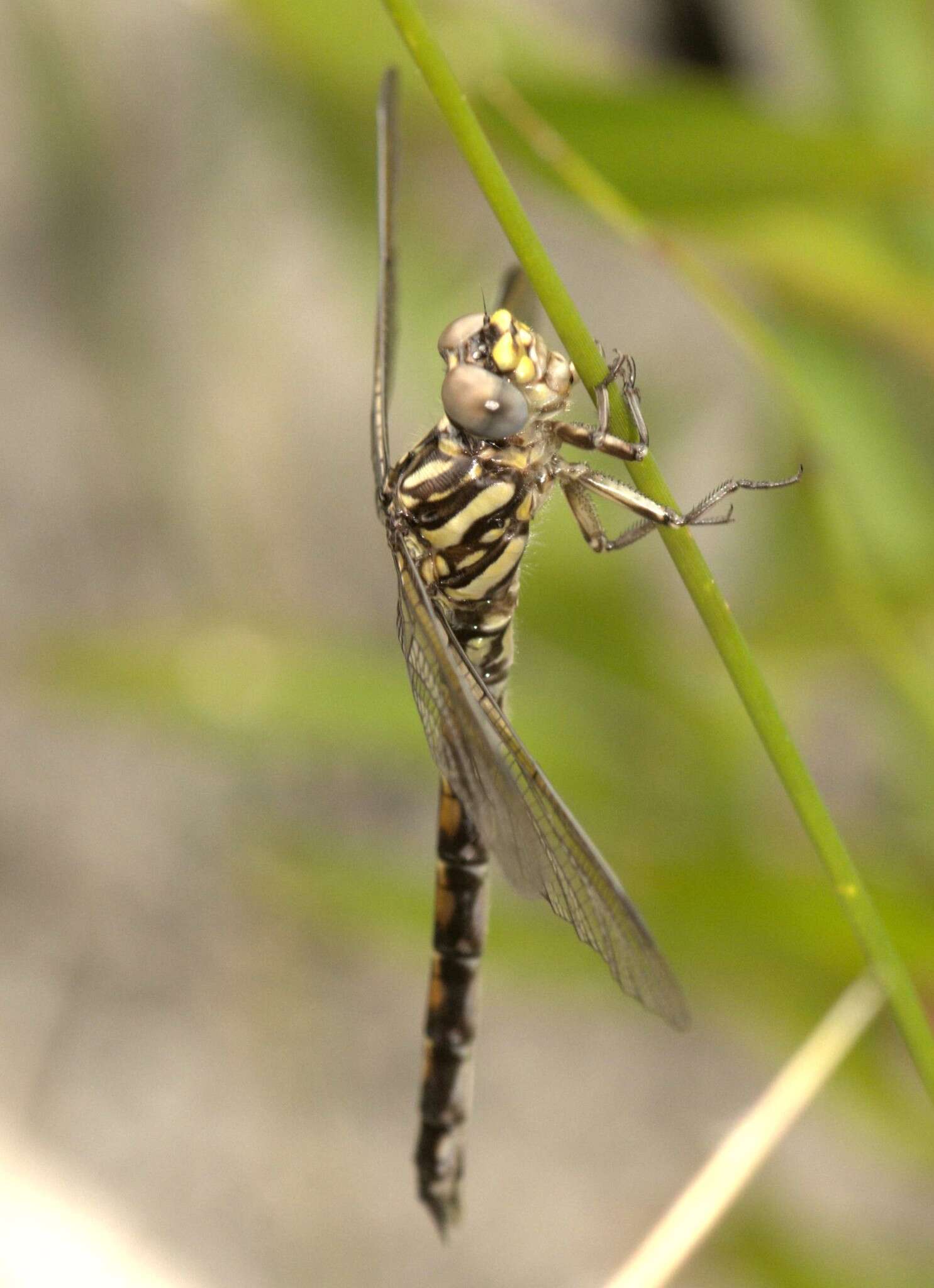 صورة Paragomphus cognatus (Rambur 1842)