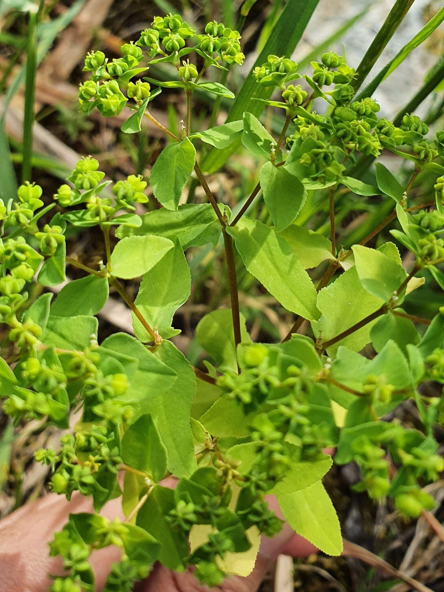 Image of Euphorbia pterococca Brot.